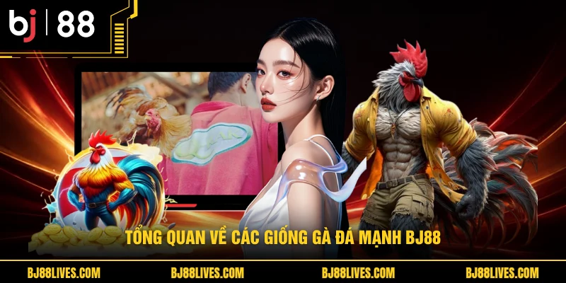 Tổng quan về các giống gà đá mạnh BJ88 